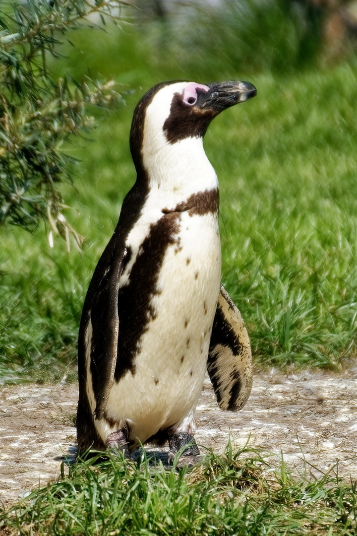 Pinguin