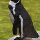 Pinguin