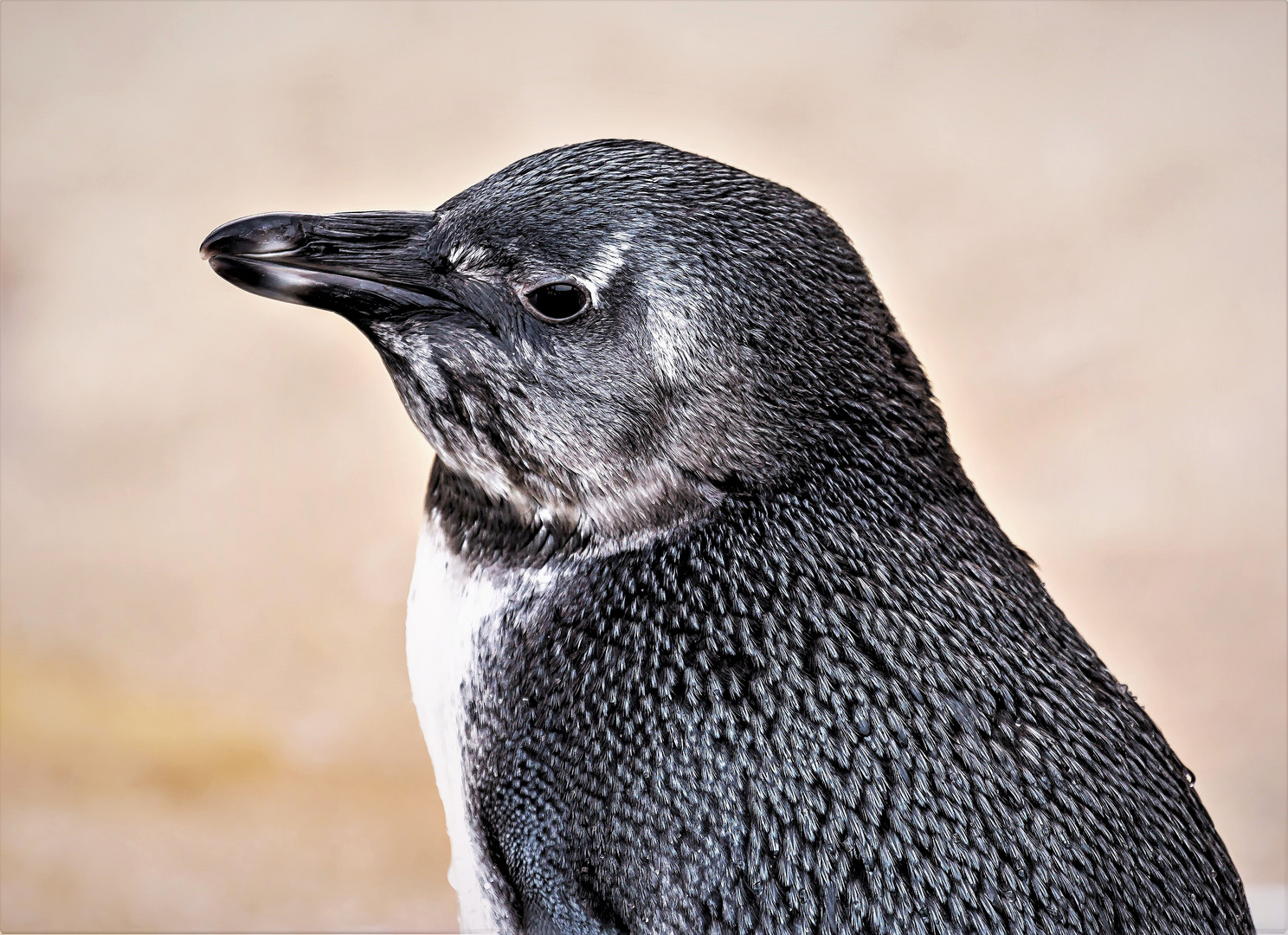 Pinguin Erlebniszoo Hann