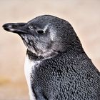 Pinguin Erlebniszoo Hann