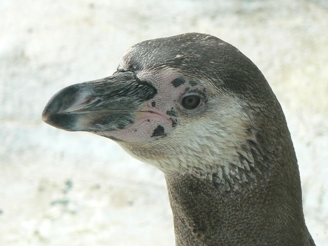 Pinguin