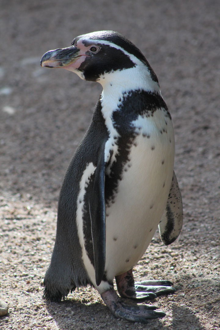 Pinguin