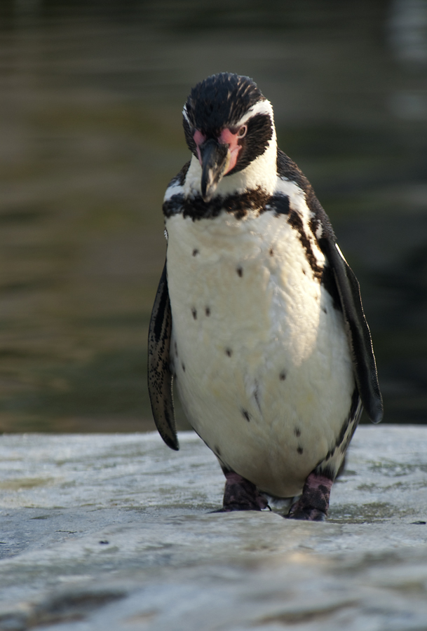 Pinguin