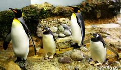 Pinguin-Family
