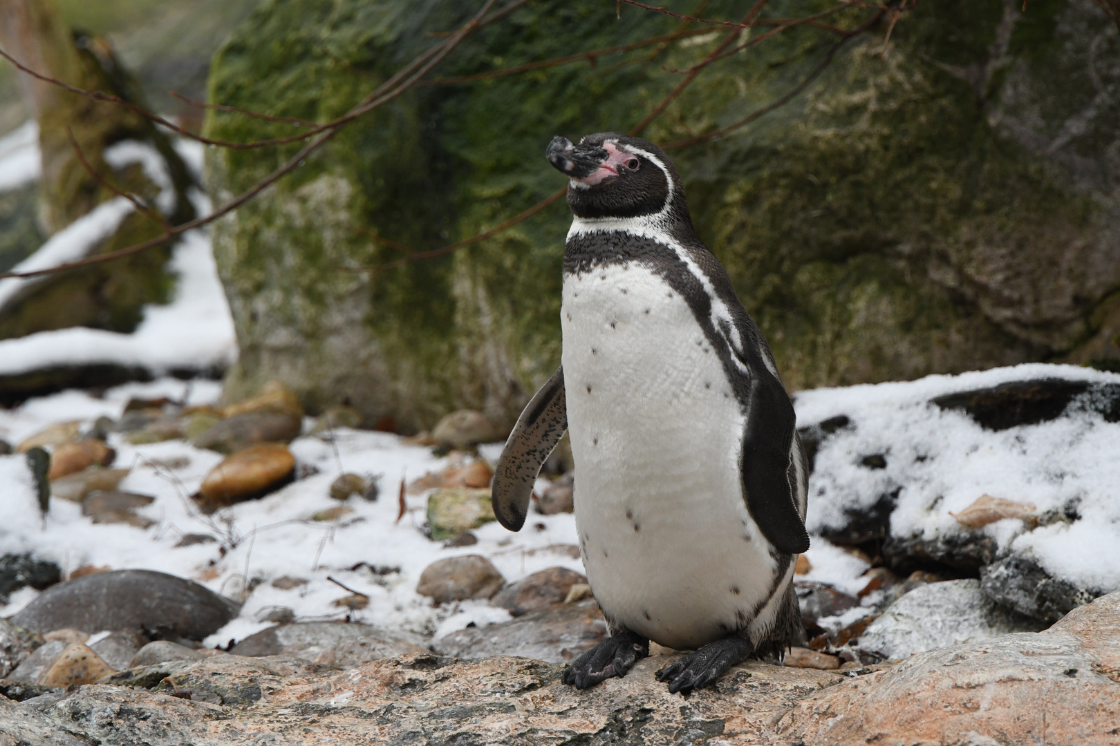 Pinguin Foto & Bild | tiere, zoo, wildpark & falknerei, vögel Bilder ...