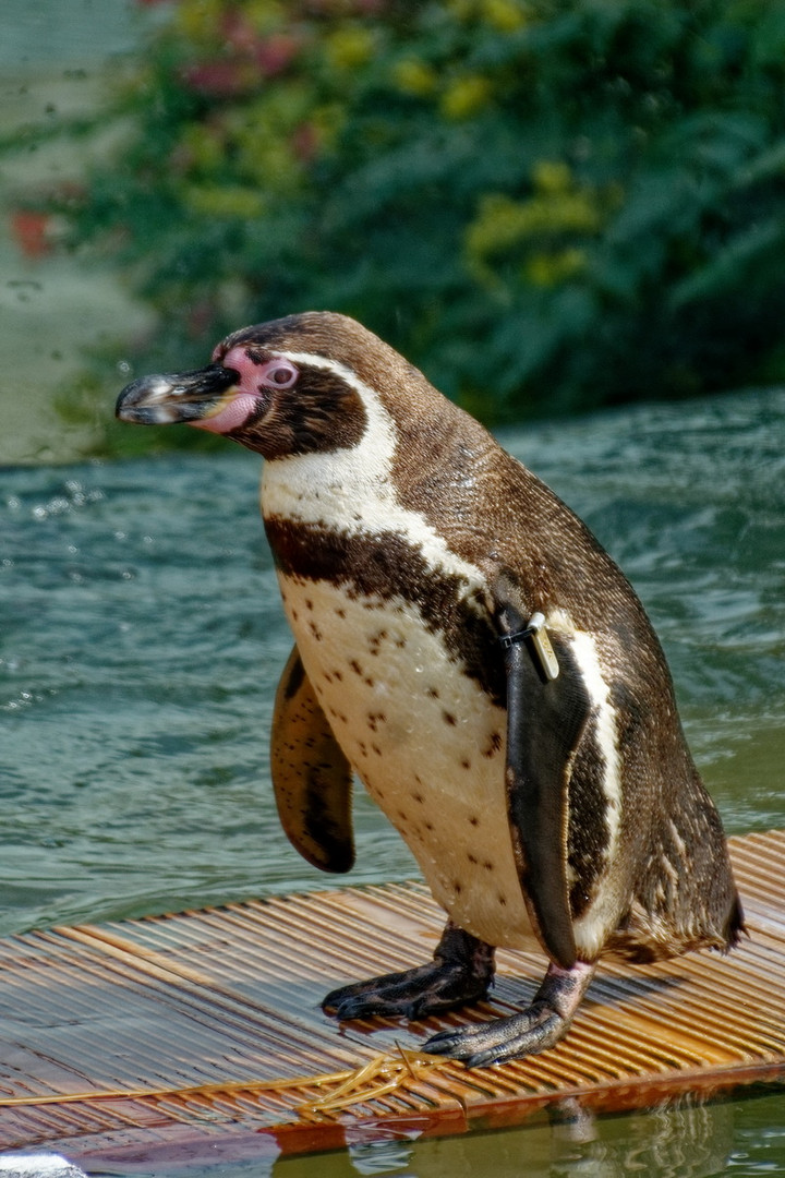 Pinguin Foto & Bild | tiere, zoo, wildpark & falknerei, vögel Bilder ...