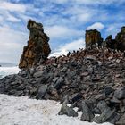 Pinguin-Felsen