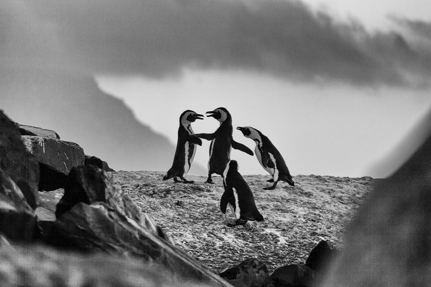 Pinguin Fight mit Referee - Boulders Beach, ZA