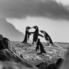 Pinguin Fight mit Referee - Boulders Beach, ZA