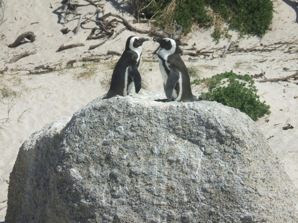 Pinguin Flirt