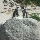 Pinguin Flirt