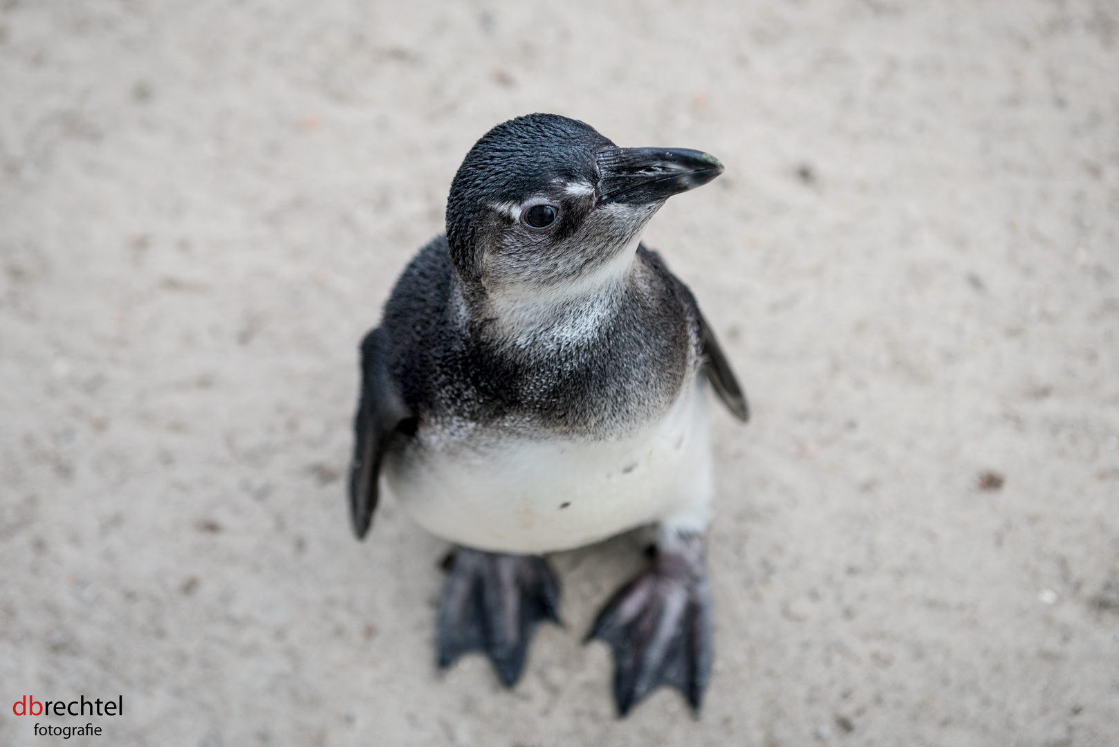 Pinguin ganz aufmerksam