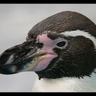 Pinguin -Ganz nah