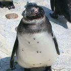Pinguin ganz nah