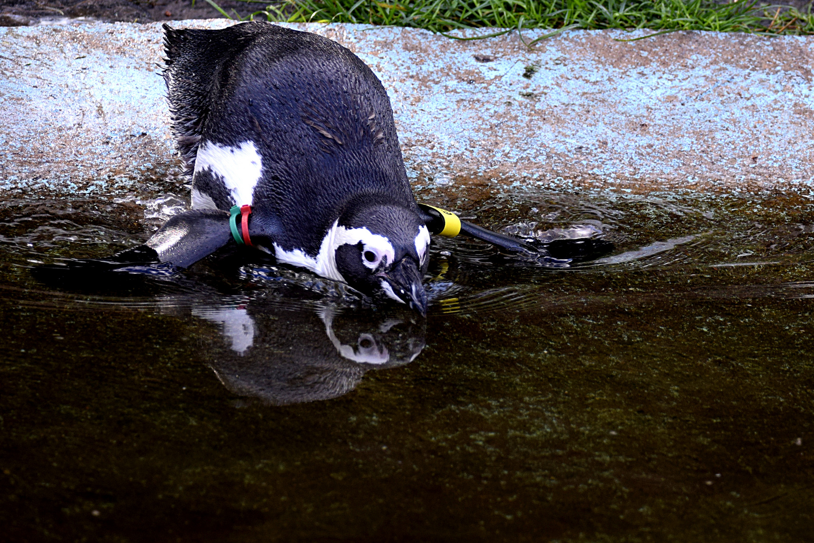 Pinguin geht baden...