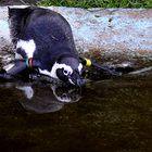 Pinguin geht baden...
