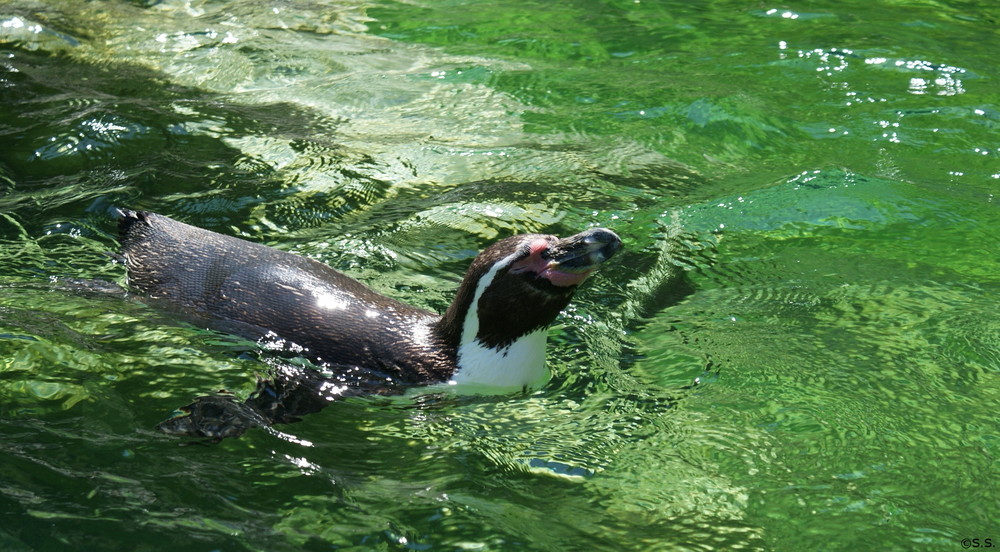 Pinguin genießt das kühle Nass :)