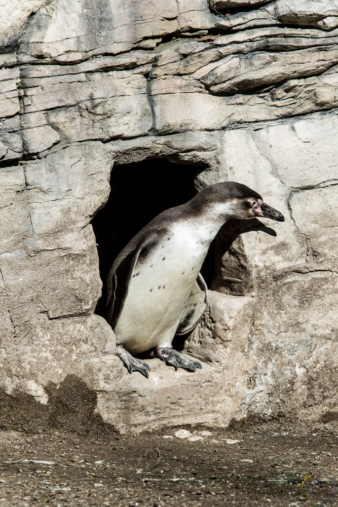 Pinguin hält Ausschau