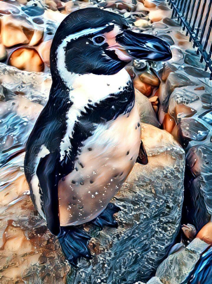 Pinguin II