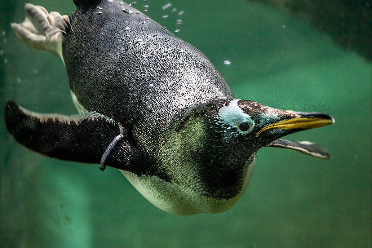 Pinguin II