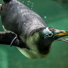 Pinguin II