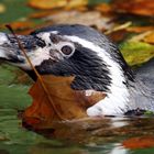 Pinguin im Herbst