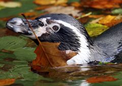 Pinguin im Herbst