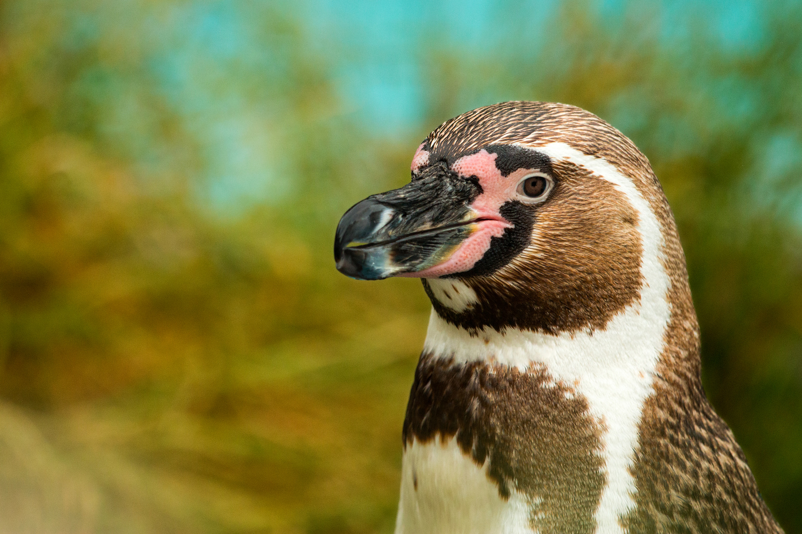 Pinguin im Kölner Zoo