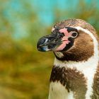 Pinguin im Kölner Zoo