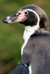 Pinguin im Kölner Zoo