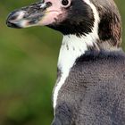 Pinguin im Kölner Zoo