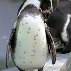 Pinguin im Kölner Zoo (2)