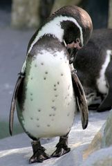 Pinguin im Kölner Zoo (2)