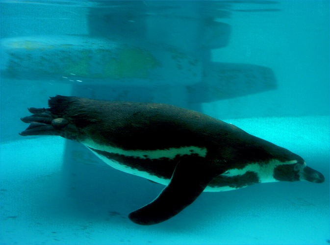 Pinguin im Kölner Zoo