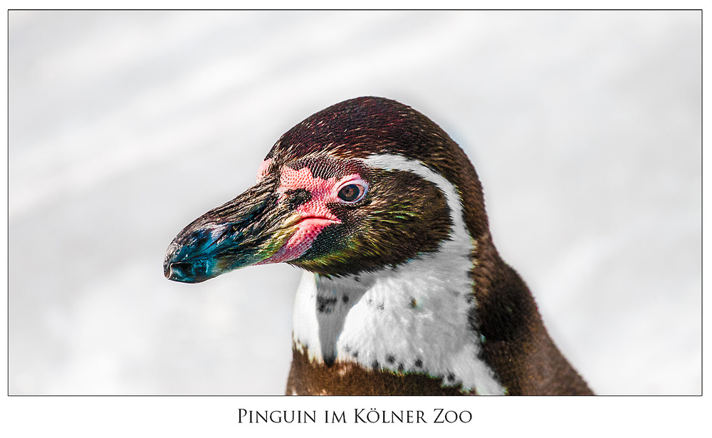 Pinguin im Kölner Zoo