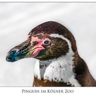 Pinguin im Kölner Zoo