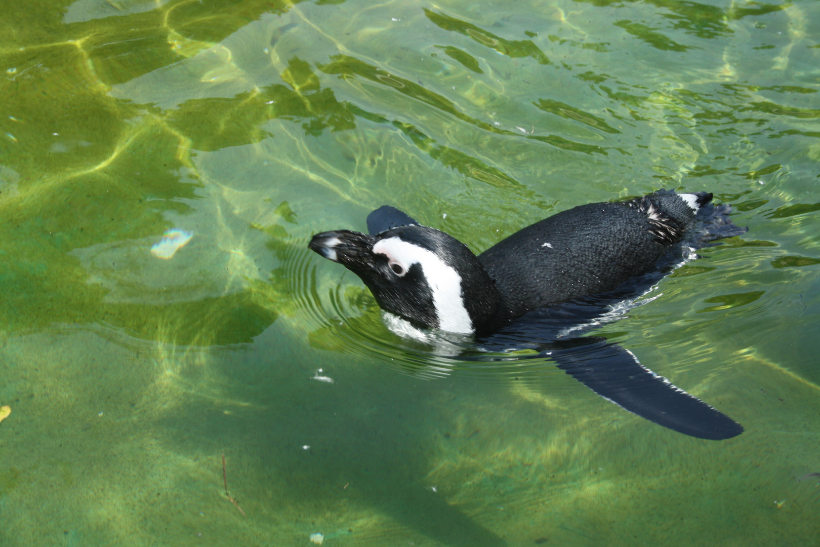 Pinguin im Leipziger Zoo