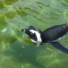 Pinguin im Leipziger Zoo