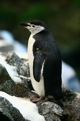 Pinguin im Loro Parque