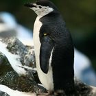 Pinguin im Loro Parque