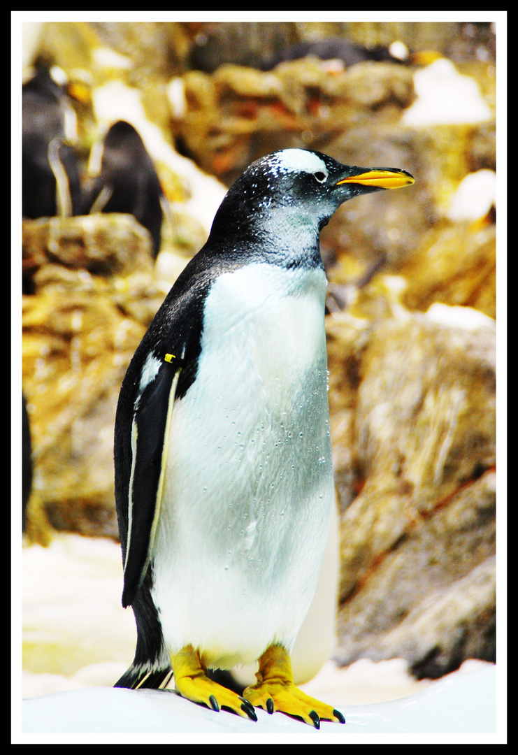 Pinguin im Loropark in Teneriffa