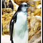 Pinguin im Loropark in Teneriffa