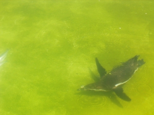 Pinguin im Luisenpark