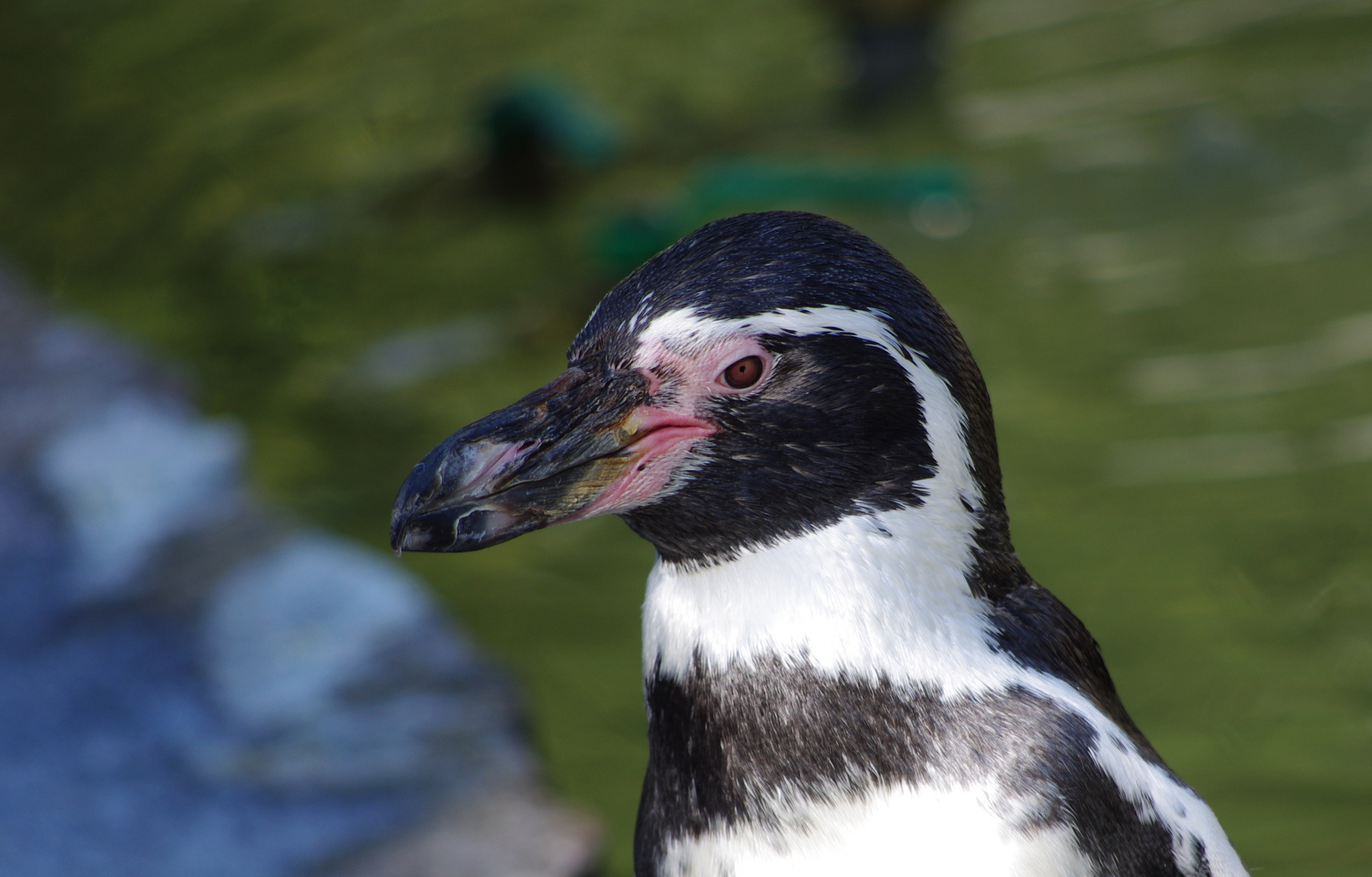 Pinguin im Luisenpark Mannheim