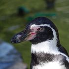 Pinguin im Luisenpark Mannheim