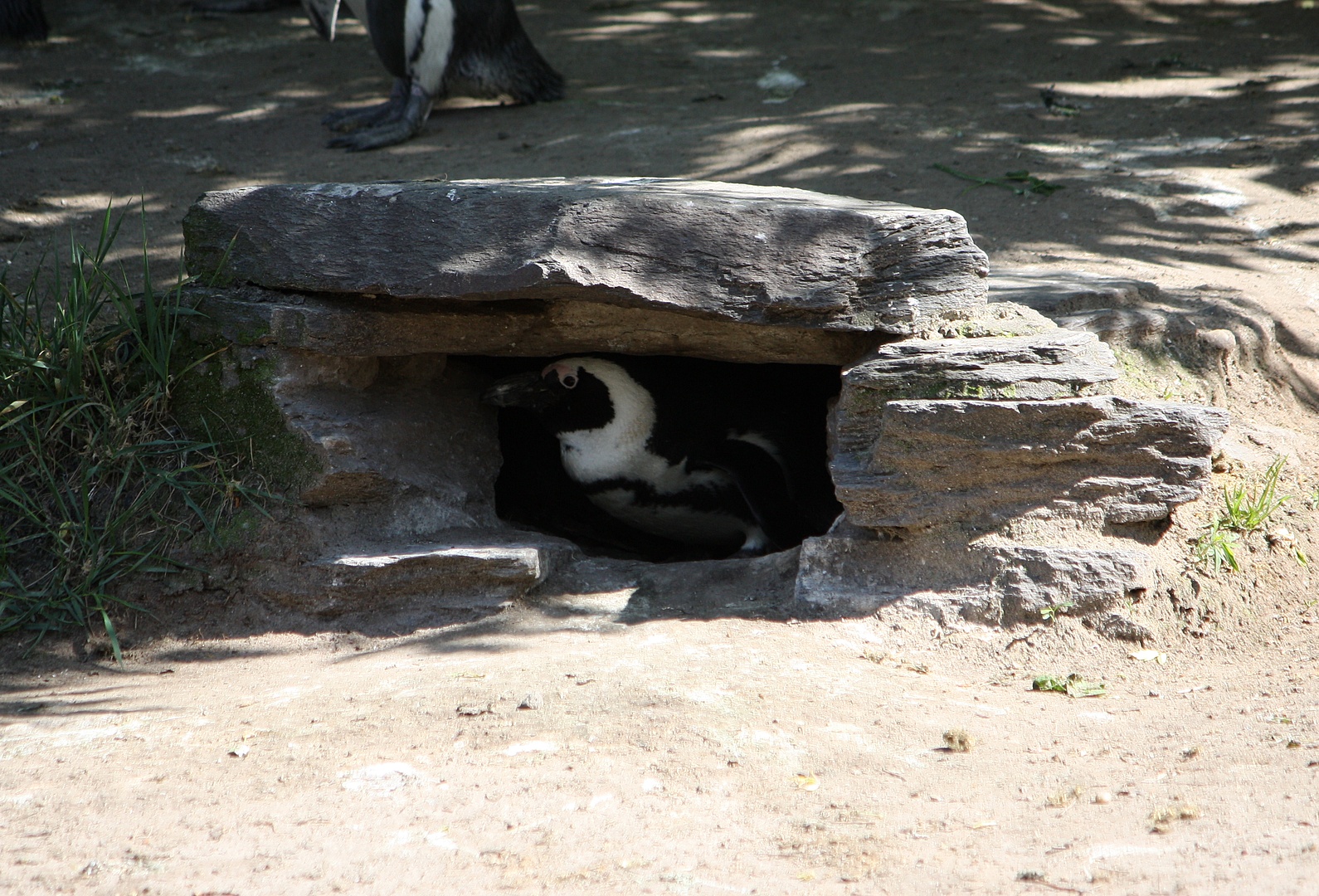 Pinguin im Nest