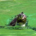 Pinguin im Neuwieder Zoo