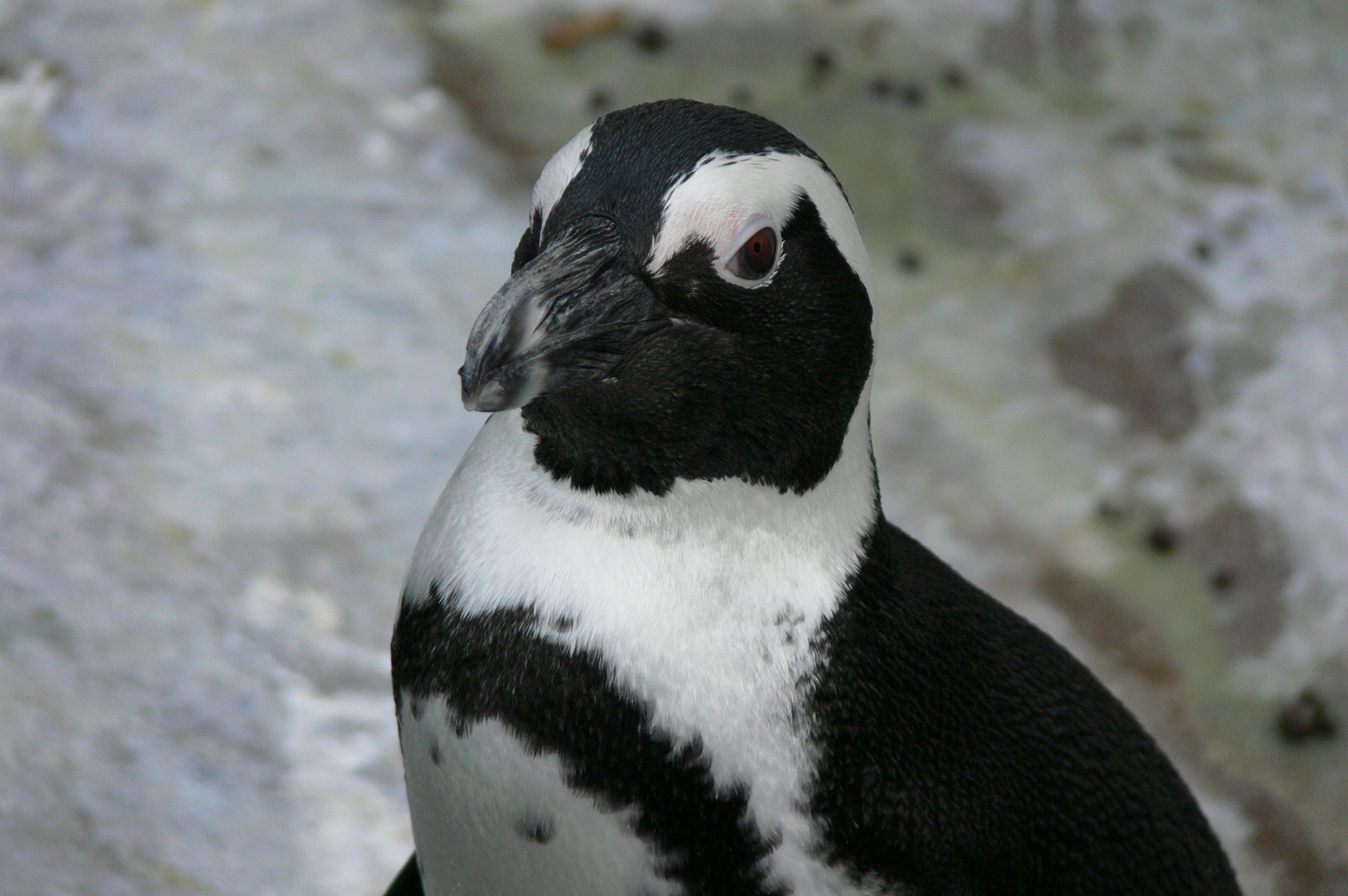Pinguin im Portrait