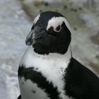 Pinguin im Portrait