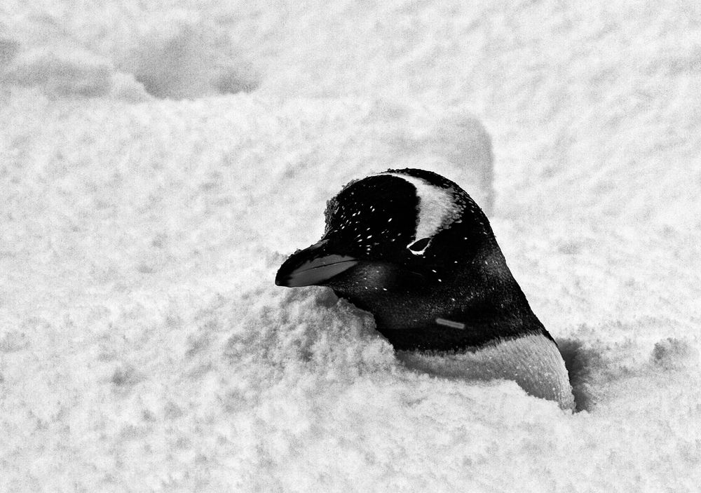 pinguin im schnee ...